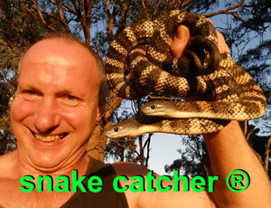 Tiger Snake Melbourne